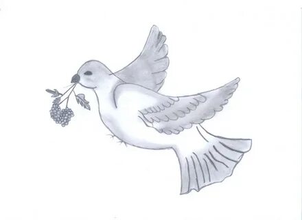 Рисунки голуба