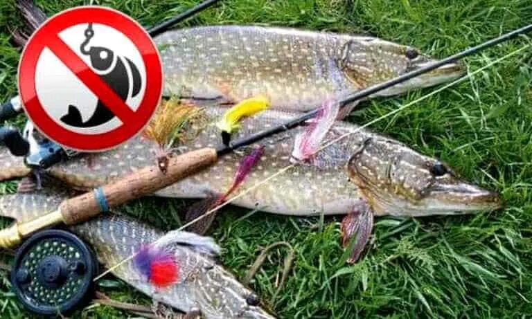 запрет на ловлю рыбы. таблица на запрет ловли рыбы. запрет на рыбалку в 2021 году. запрет на рыболовство 2023. запрет на рыбалку.