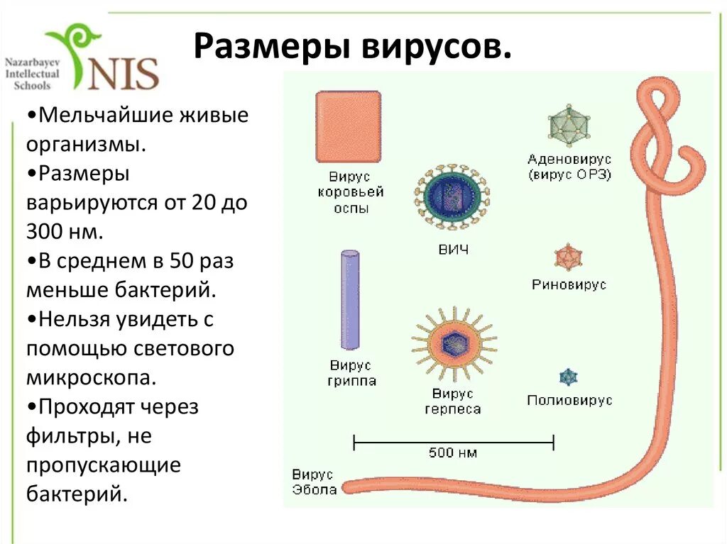 Размеры вирусов. Сравнительные Размеры вирусов. Размер вируса в НМ. Размеры вирусов и бактерий. Сравнение размеров частиц