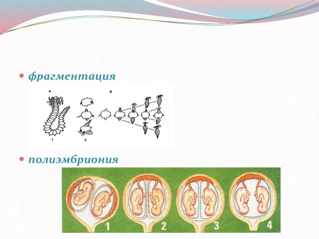 Размножение и развитие человека 8. Схема размножения полиэмбриония. Размножение броненосцев полиэмбриония. Полиэмбриония бесполое размножение. Полиэмбриония у животных.