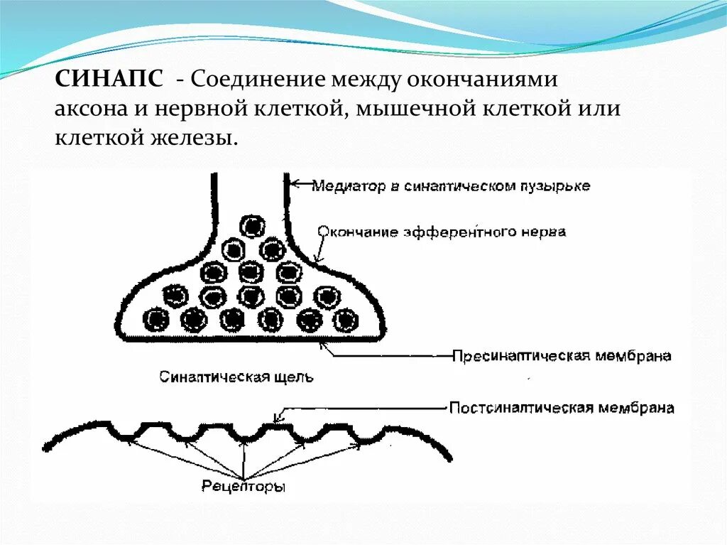 Соединение синапсов. Нервно мышечное соединение синапс. схема синапса нервно-мышечного соединения. схема нервно мышечного синапса. строение нервно-мышечного синапса.
