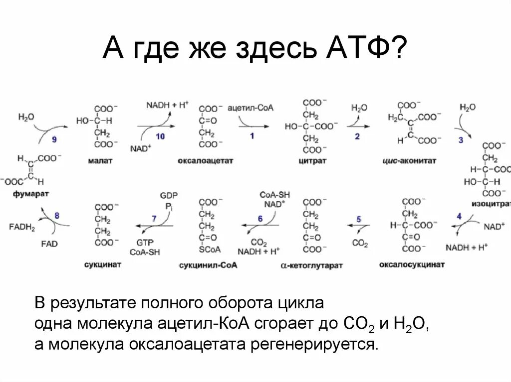 4 реакция цикла кребса. Ацетил КОА АТФ. Энергетический баланс цикла Кребса биохимия. Цикл Кребса АТФ. Цикл Кребса реакции с формулами.