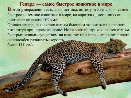 Система любого животного