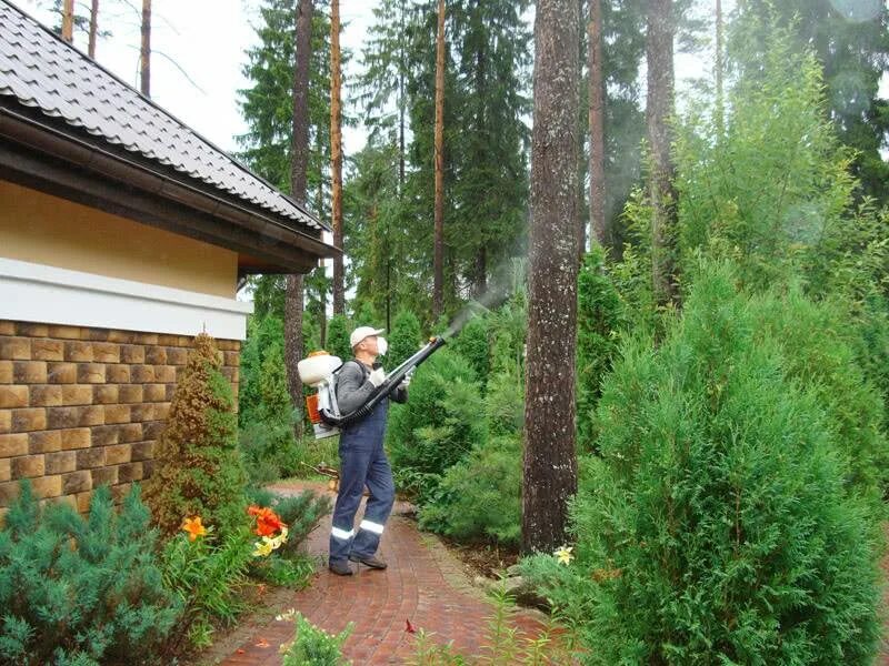 Обработка хвойных от болезней. Опрыскивание хвойных. Опрыскивание туи. Обработка хвойных. Для хвойных от вредителей.