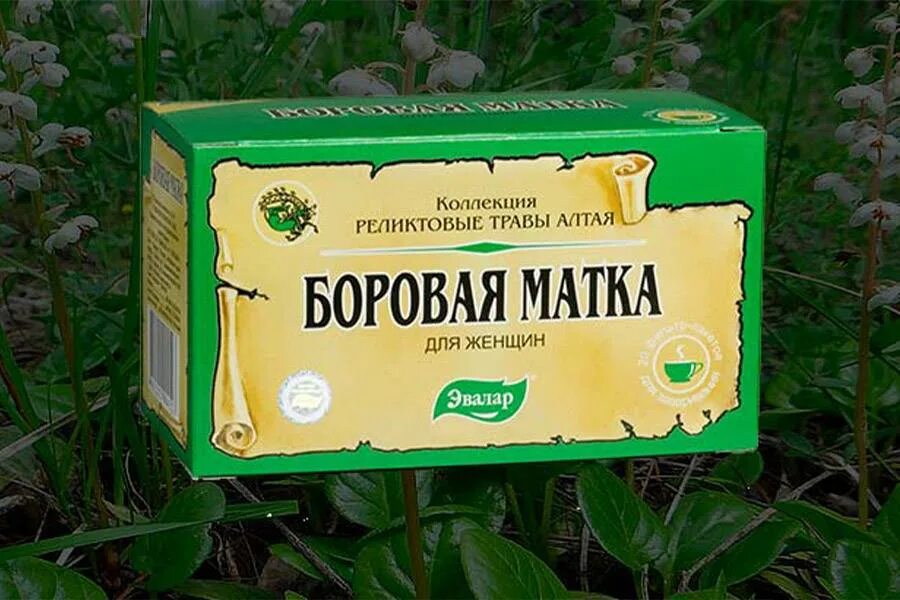 Как заваривать боровую матку