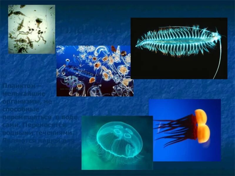 Планктон. Представители планктона. Планктон это в биологии. Мельчайшие организмы.