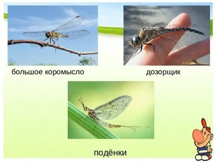 Пищевая цепь с личинкой поденки