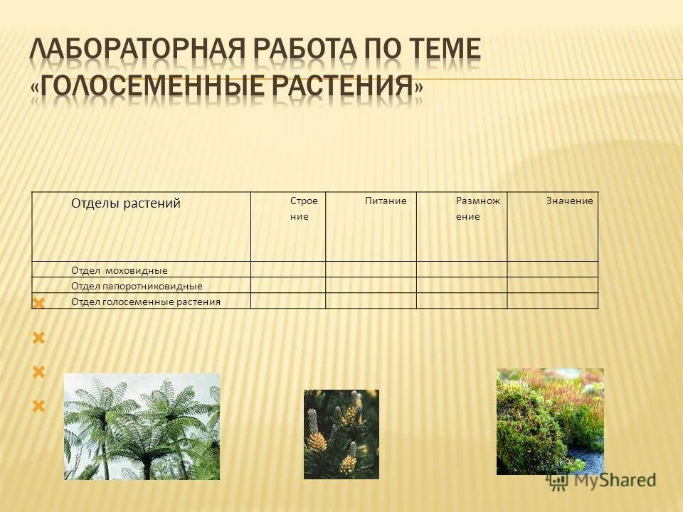 Голосеменные тест 7 класс. Лабораторная работа по теме Голосеменные. Голосеменные растения таблица. Питание голосеменных. Таблица по голосеменным растениям.