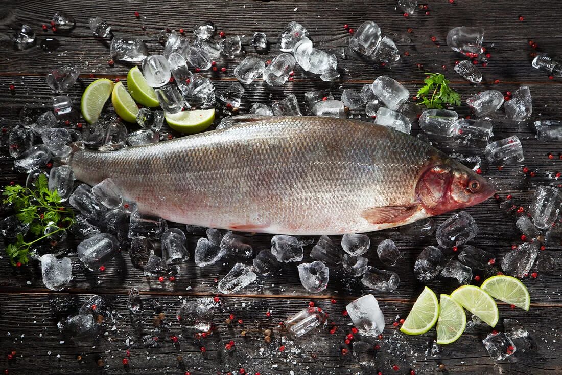 омуль енисейский. омуль арктический. северная рыба омуль. муксун чир омуль. омуль балтийский.