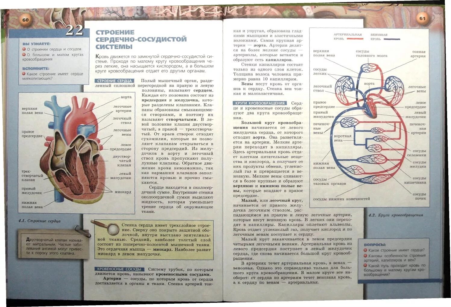 Биология 8 класс 60. Строение сердца биология 8 класс Сухорукова. Строение сердца учебник 8 класса биология. Круги кровообращения учебник биология 8 класс. Анатомия сердца и круги кровообращения.