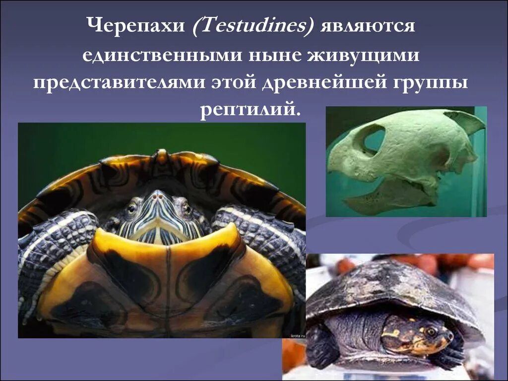 Беспозвоночные черепахи. Черепахи позвоночные или беспозвоночные. Черепаха позвоночное. Черепаха это позвоночное животное