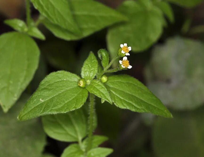 Галинсога американка. Galinsoga parviflora. Американка (галинсога мелкоцветная). Галинзога четырехлучевая американка. Галинзога