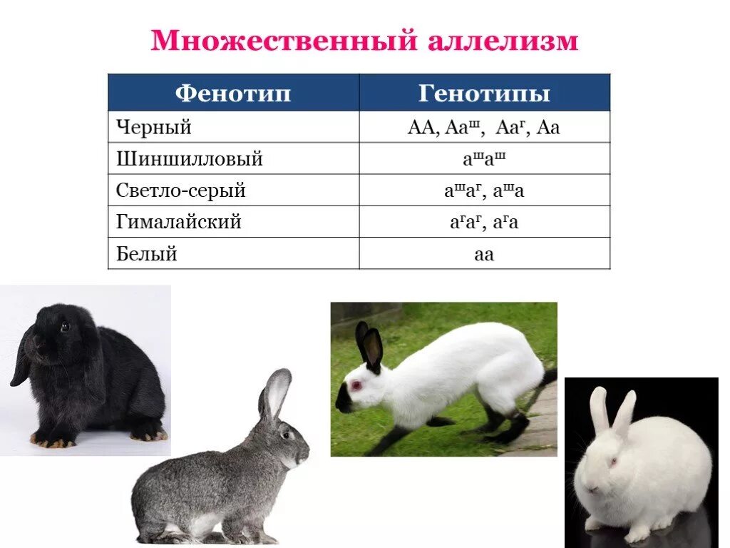 У морских свинок гладкая шерсть определяется рецессивным. Множественный аллелизм окраска кроликов. Множественный аллелизм схема скрещивания. Наследование окраски шерсти у кроликов множественный аллелизм. Множественный аллелизм примеры.