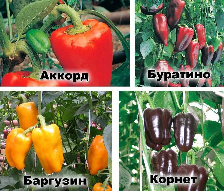 перец бизон красный. перец сорт гигант красный f1. перец сладкий маврас f1. семена. перец сладкий гарнет f1.