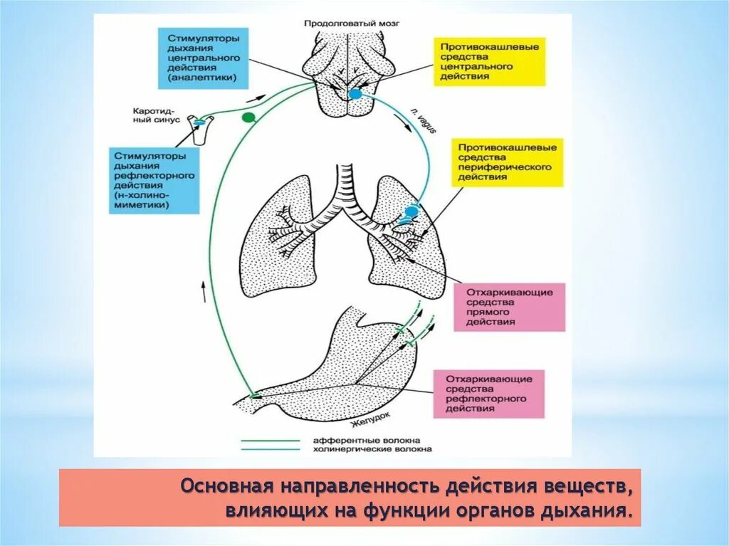 Схема действия отхаркивающих средств рефлекторного типа. Механизм действия отхаркивающих препаратов рефлекторного действия. Схема препаратов влияющие на дыхательную систему. Средства влияющие на функции органов дыхания фармакология.