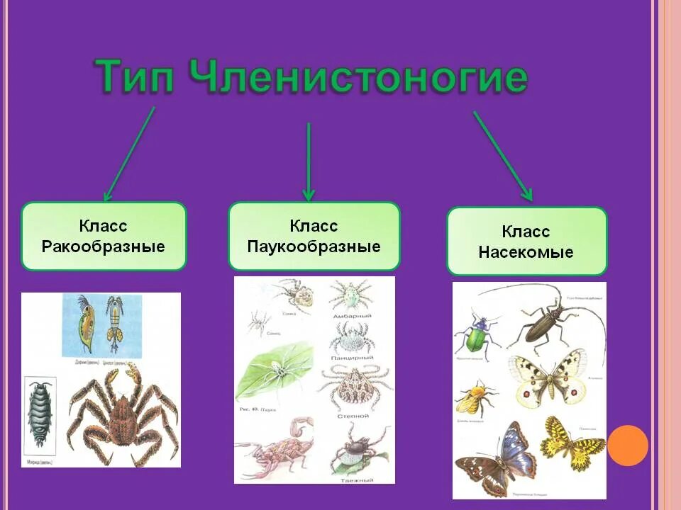 3 типа членистоногих. Тип членистоногие. тип членистоногие класс. представители насекомых членистоногих. тип членистоногие представители.