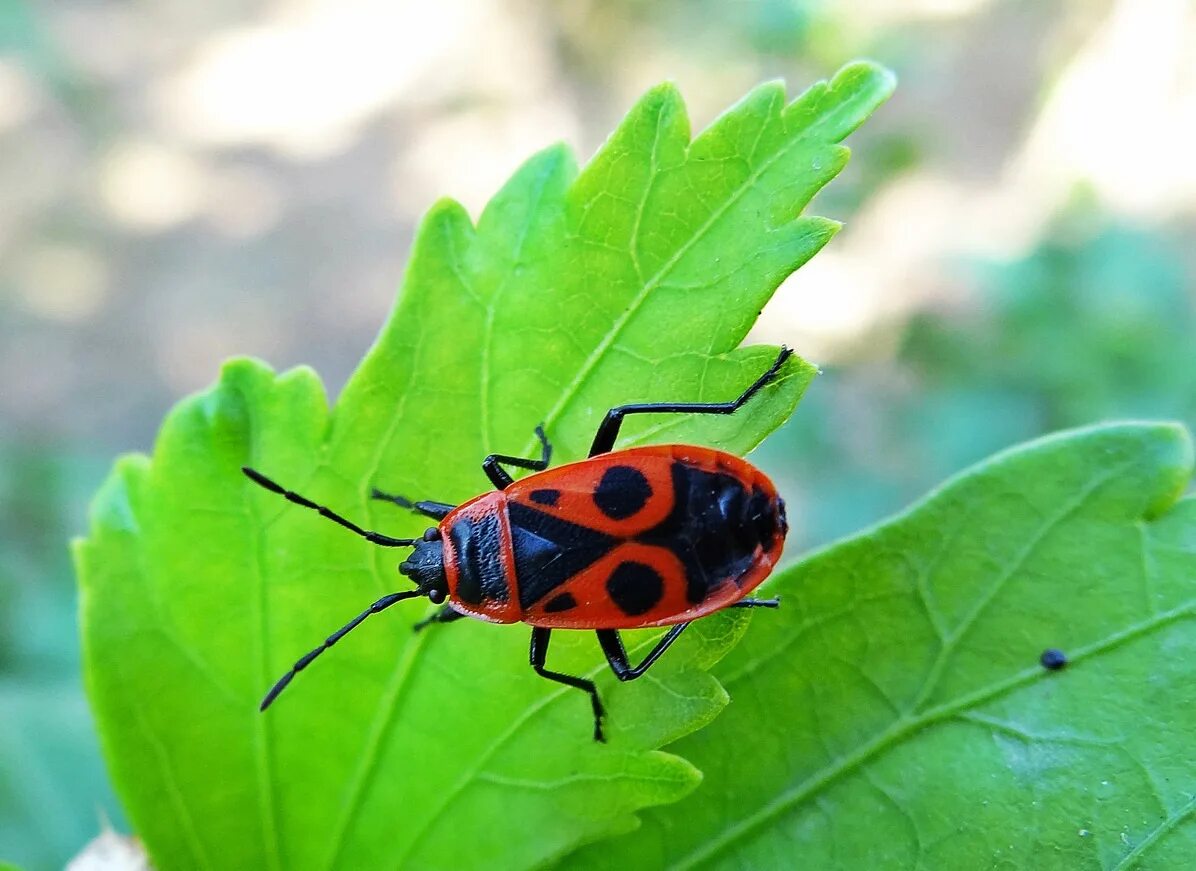 Милые жуки. Говорящие жучки. Черный жук насекомус. Милый жук. Милый жук.