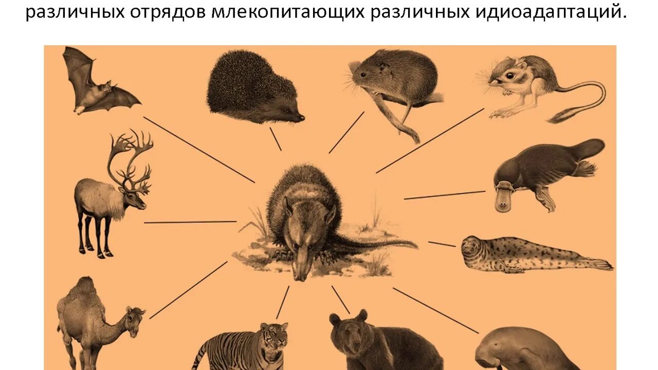 Выберите предложения в которых охарактеризованы идиоадаптации. Пути эволюции идиоадаптация. Биологический Прогресс примеры. Биологический Прогресс и регресс. Биологический Прогресс у животных.