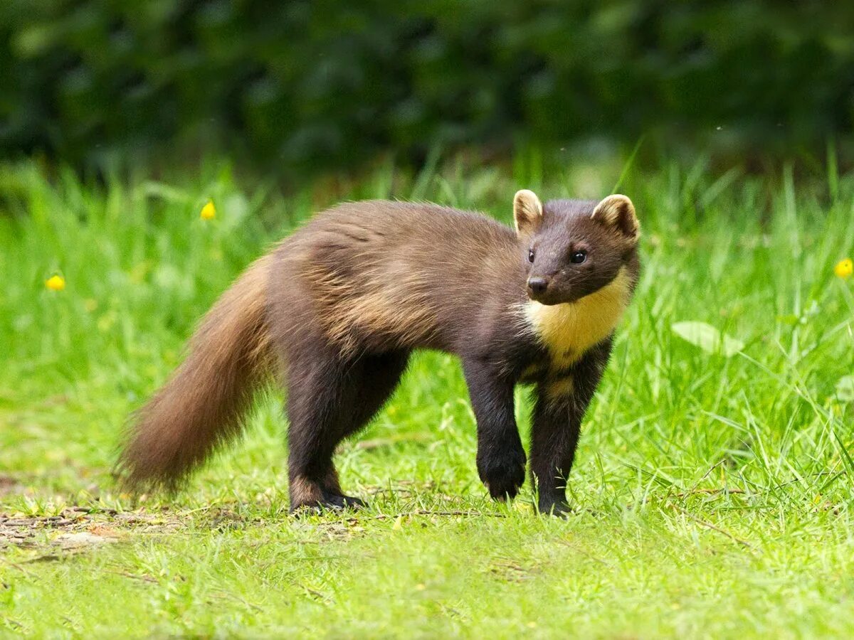 Куница лесная куница. Соболь млекопитающее. Лесная куница. Баргузинский заповедник соболь. Соболь млекопитающее.