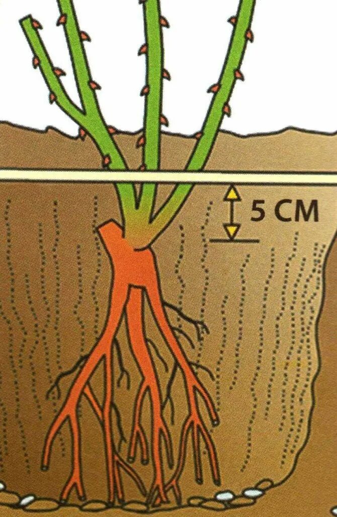 Насколько заглублять. Корневая шейка плетистой розы. Правильная посадка роз весной. Корневая система розы. Посадка роз весной.