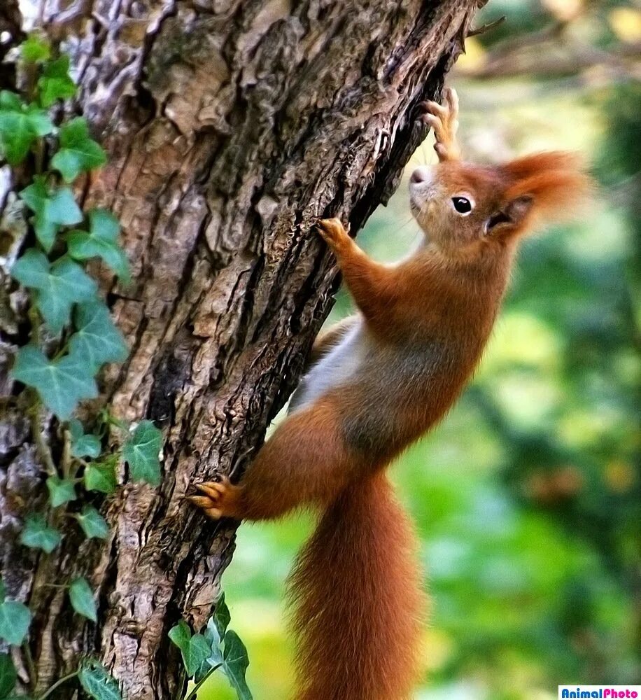 белка ползет по дереву. белка на дереве летом. белка на дереве летом. белка лезет по дереву. рыжая белка.