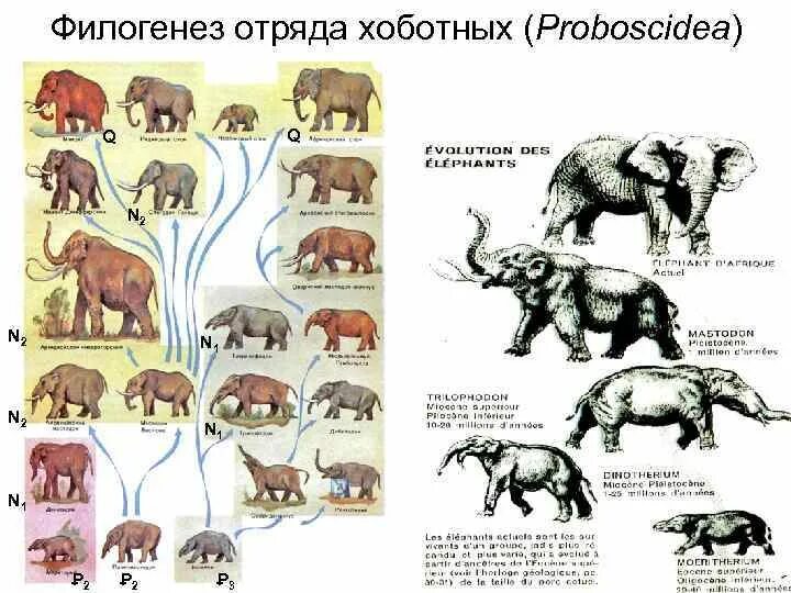 Строение филогенеза. Эволюционное Древо хоботных. Филогенетический ряд хоботных. Филогенетический ряд слона. Филетическая Эволюция хоботных.