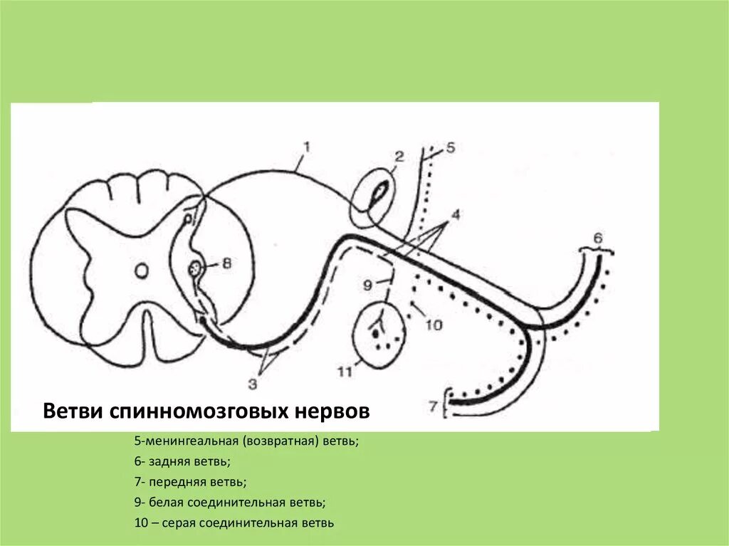 Схема формирования спинномозгового нерва. Схема образования спинномозгового нерва и его ветвей. Образование и ветви спинномозговых нервов схема. Менингеальная ветвь спинномозгового нерва.