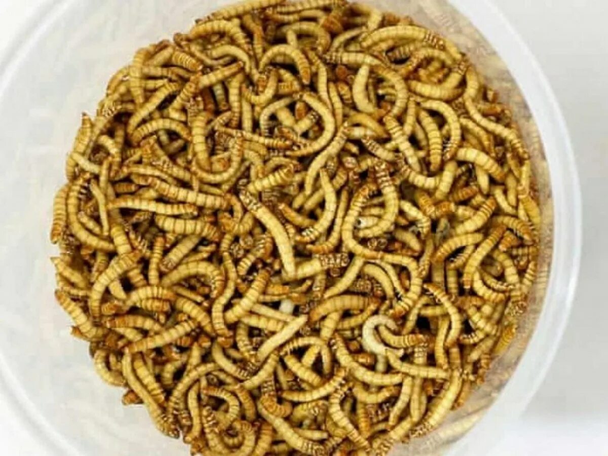 Личинки в продуктах. Mealworm личинки. Мучные черви личинки. Личинка мучного червя.