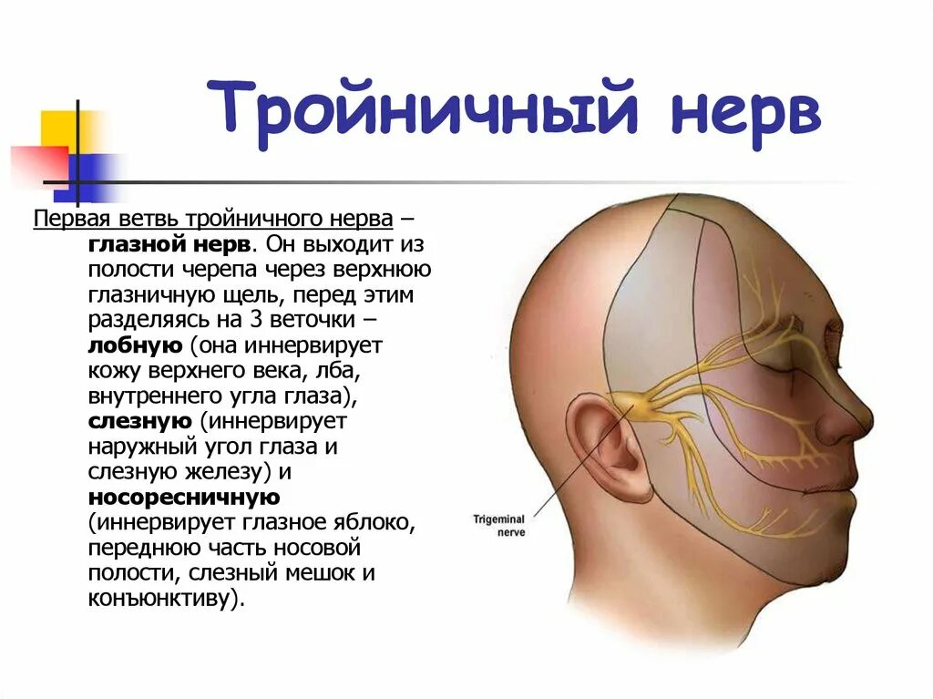 Тройничный нерв из полости черепа. Тройничный черепно мозговой нерв. Глазной нерв 1 ветвь тройничного нерва. Из полости черепа ветви тройничный нерв.