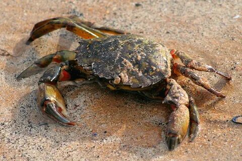 В каких морях водится краб