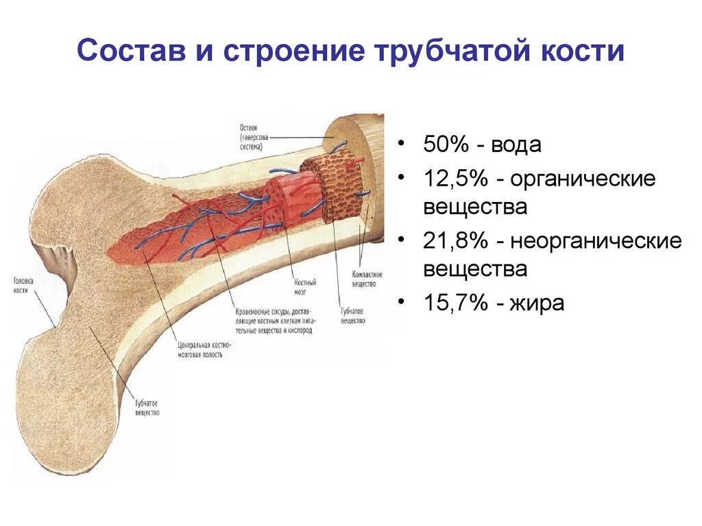 Строение кости взрослого человека. Трубчатая кость строение анатомия. Химический состав трубчатой кости человека. Строение и состав трубчатой кости. Рисунок состава кости человека.