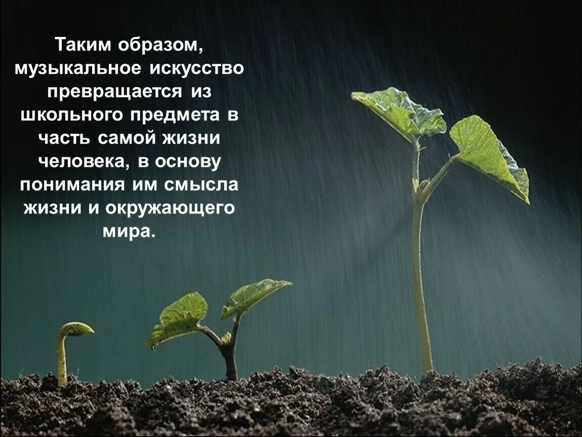 Росток. Земля для растений. Растения в почве. Дождь земля растения.
