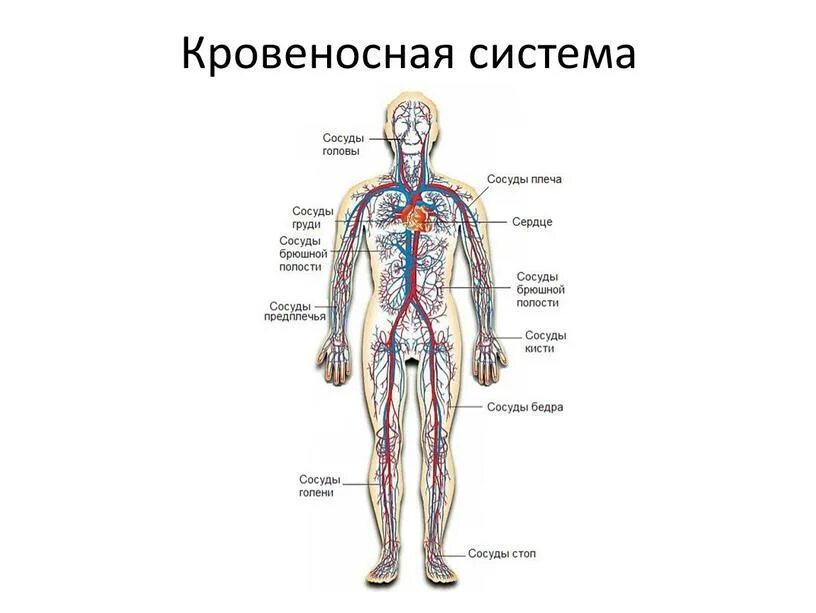 Тип кровеносной системы человека. Строение кровеносной системы человека схема. кровеносная система человека анатомия. органы кровеносной системы схема. строение кровеносной системы человека рисунок.