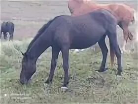 Продам лошадь в ингушетии