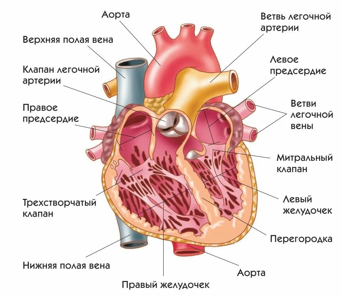 На рисунке изображено строение сердца. Строение сердца человека анатомия. Строение сердца человека схема 8 класс. Сердце животных анатомия. Строение сердца ЕГЭ.