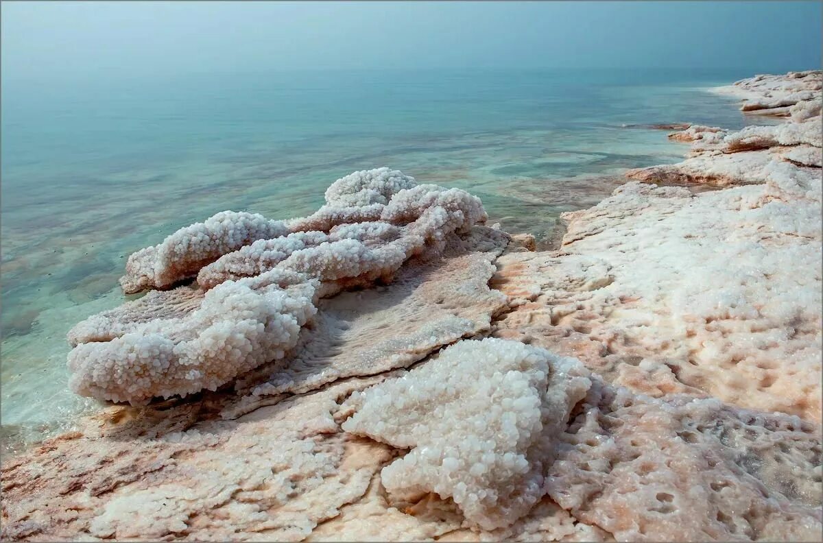 Мертвое море. Галофиты мертвого моря. Соль мёртвого моря. Берег мертвого моря.