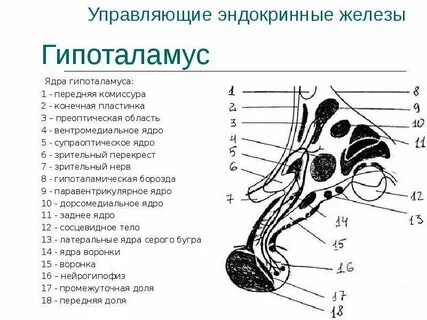 Ядра железа