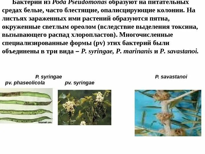 Бактерии из рода Pseudomonas. Фитопатогенные бактерии. Бактерии рода Pseudomonas на питательной среде. Фитопатогенные микроорганизмы. Грибы вызывают заболевания растений и животных