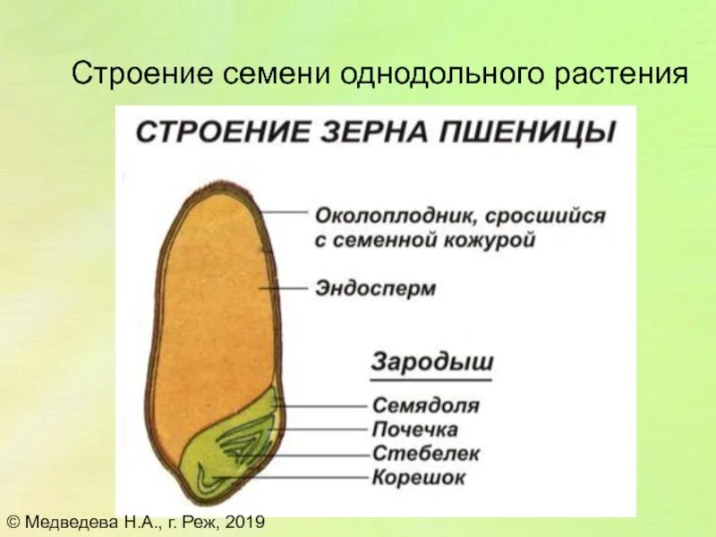 В семени пшеницы есть. Строение семени однодольного растения пшеницы. Строение зерновки пшеницы строение семян однодольных растений. Строение однодольного растения пшеница. Строение семени однодольного растения пшеницы рисунок.