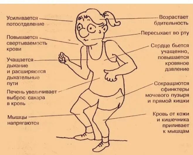 Страх органов человека. Симптомы страха. Физиологические реакции организма на эмоции. Физиология страха. Телесные симптомы страха.