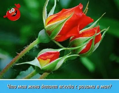 Красные бутоны сколько всего серий