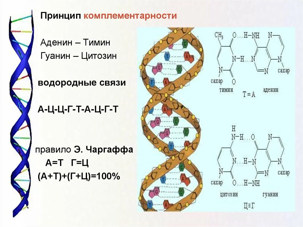 Днк какая форма. Аденин гуанин цитозин Тимин цепочка. Принцип комплементарности ДНК схема. ДНК аденин Тимин. Комплементарность нуклеотидов аденин гуанин Тимин.