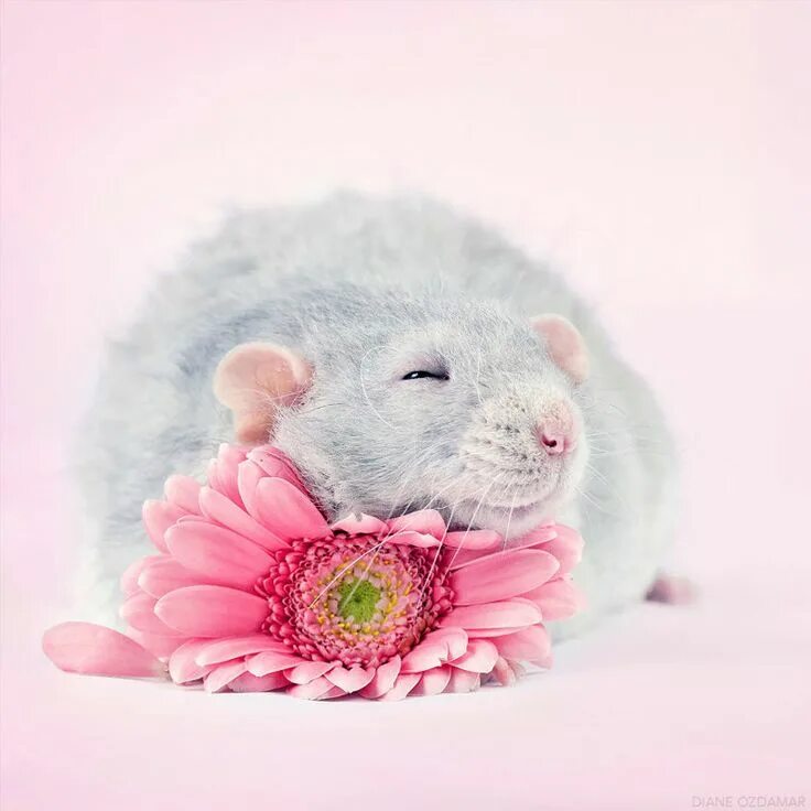 Милая мышь. Милые крыски. Милые мышки. Красивая мышка. Мышка с цветочком.