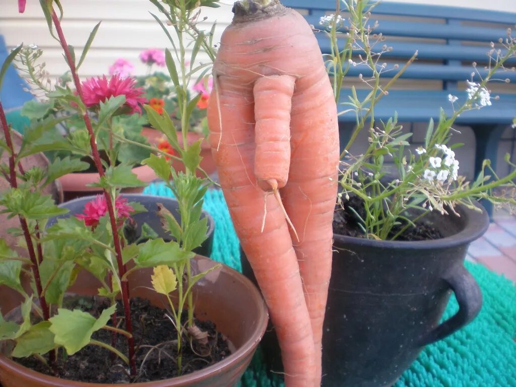 Разные формы члена. Смешные овощи. Смешная морковка.