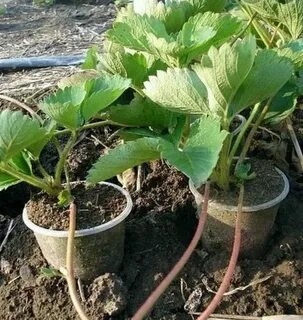 Клубника усы в стаканчиках