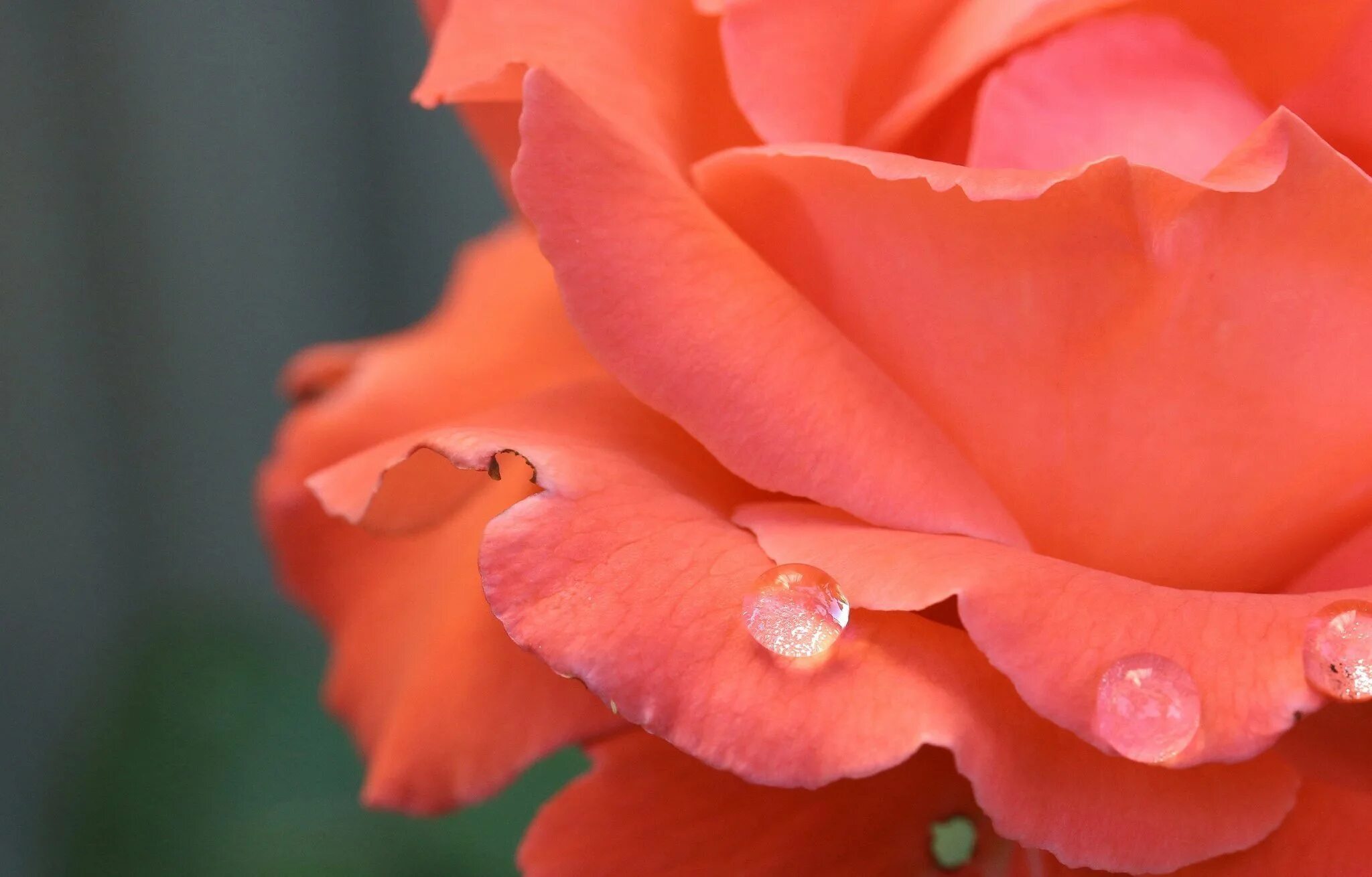 Очаровательный цвет. Коралловые розы Сантори.