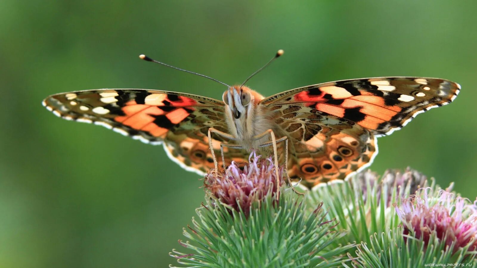 бабочки пестрого \ цвета. бабочка крапчатый арлекин. бабочка перламутровка. бабочка крапчатый арлекин. бабочка нимфалида.