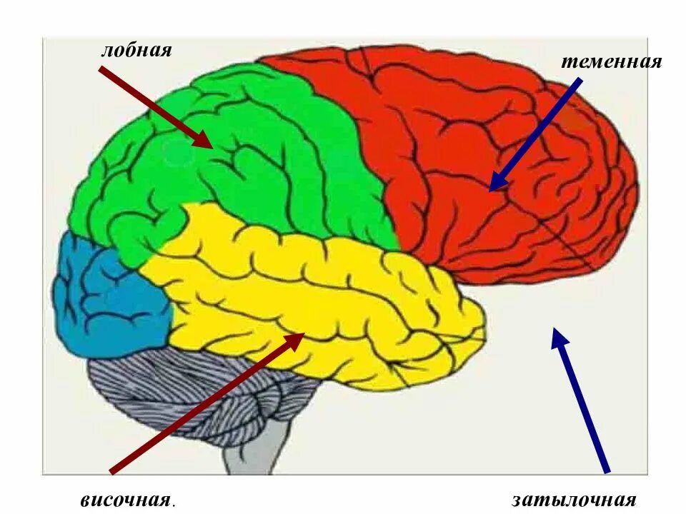 Лобная теменная височная затылочная доли. Лобная зона коры головного мозга.