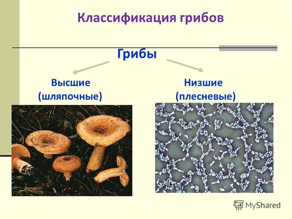 В чем сходство и различие шляпочных грибов. Грибы строение шляпочных грибов. Шляпочные грибы высшие грибы. Многообразие шляпочных грибовгрибов. Классификация шляпочных грибов.