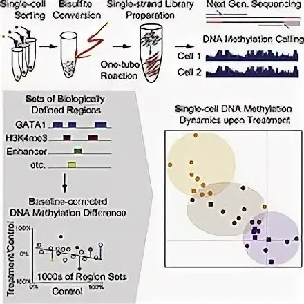 Single cell sequencing. Single cell sequencing